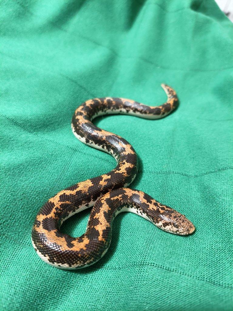 Hroznýšek pestrý - Gongylophis colubrinus