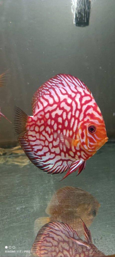 Terčovce terčovci terčovců discus terčovec -