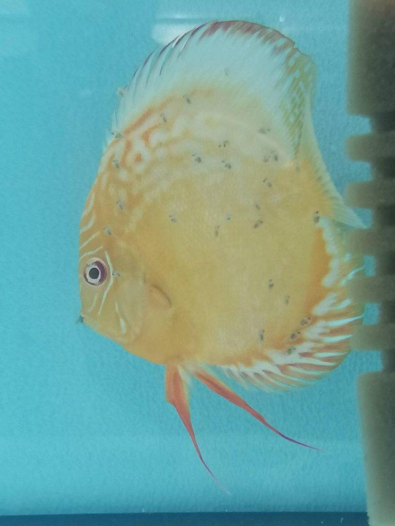 Terčovec Valentine, marlboro, pigeon albino