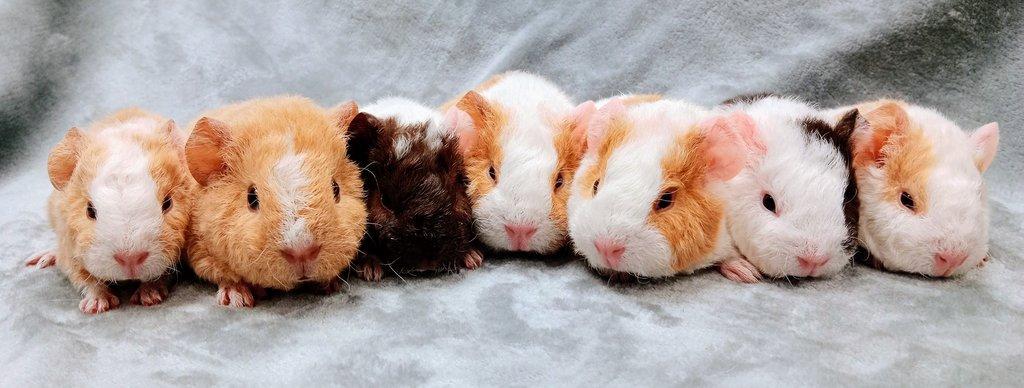 Morče US Teddy na prodej