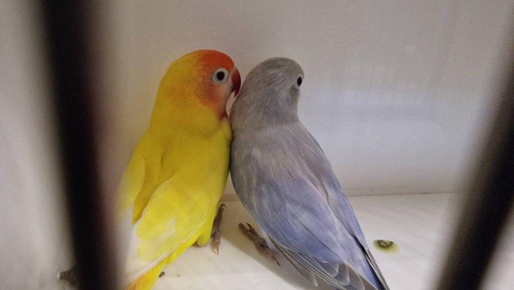 Agapornis hnědohlavý - různé mutace