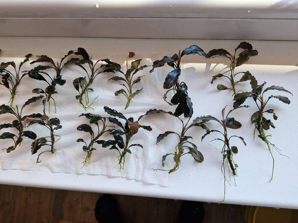 Bucephalandra dark blue