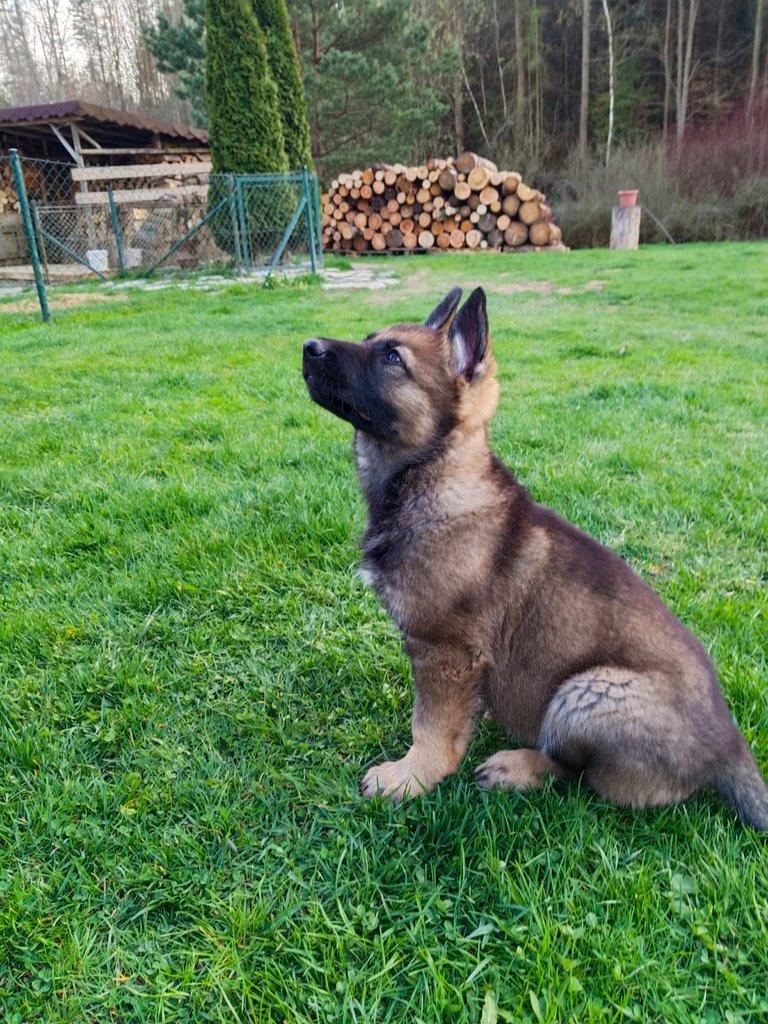 Německý ovčák- štěňata s PP