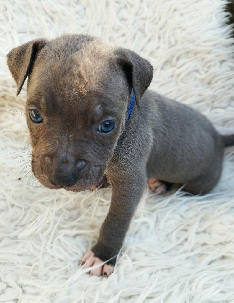 Amstaff