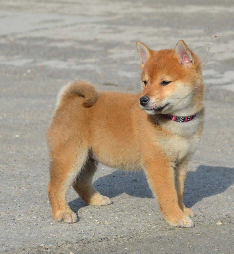 Shiba Inu Štěňata