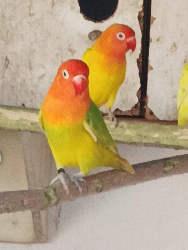 Agapornis fischeri opalin