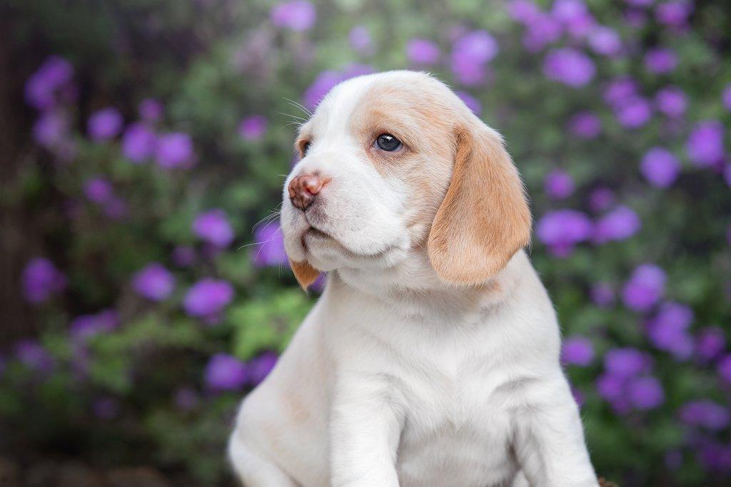 Beagle s PP