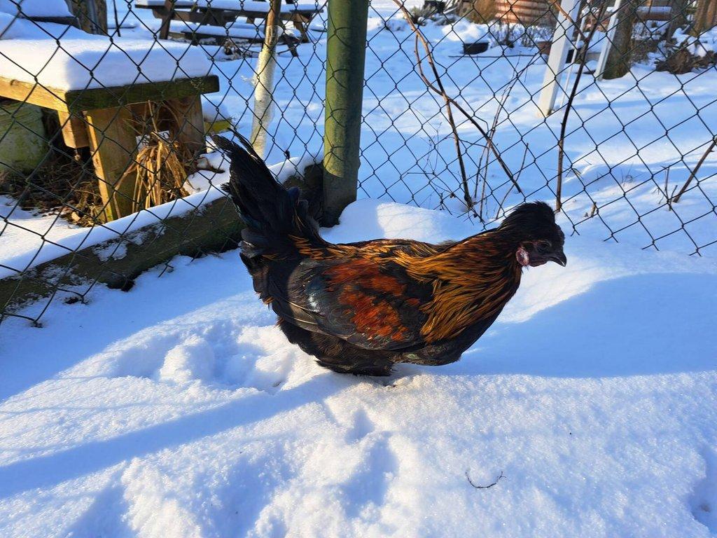 Kohout kříženec hedvábničky