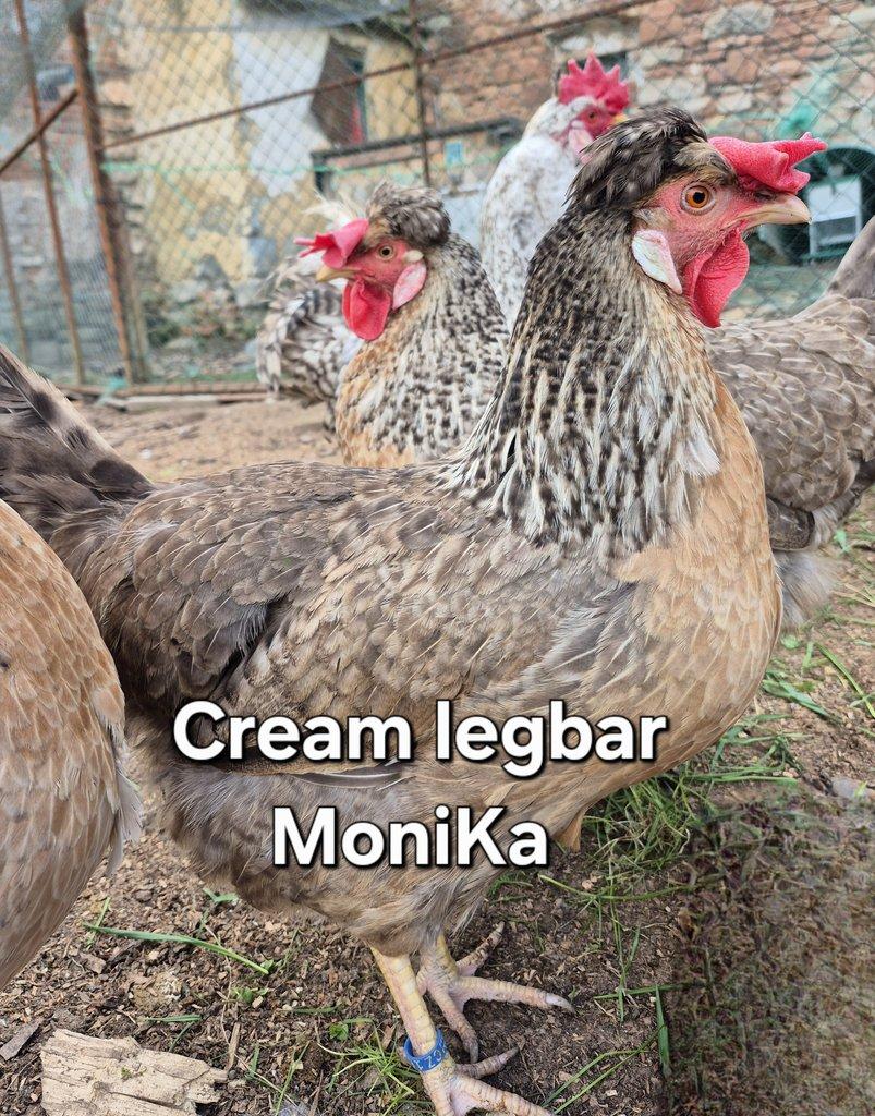 Násadová vajíčka Cream legbar