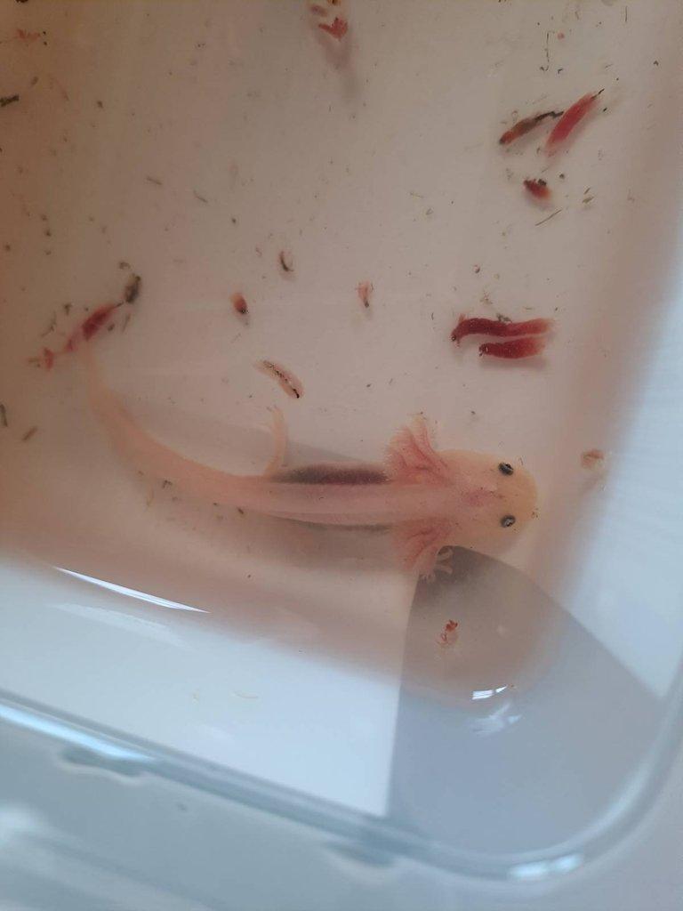 Axolotl mexický