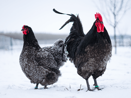 Australka modrá s lemy 🥚🐣 (násadová vejce i kuřátka)