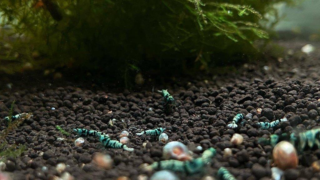 TOP PREMIUM AKVA KREVETKY Caridina a Neocaridina - Odchovy