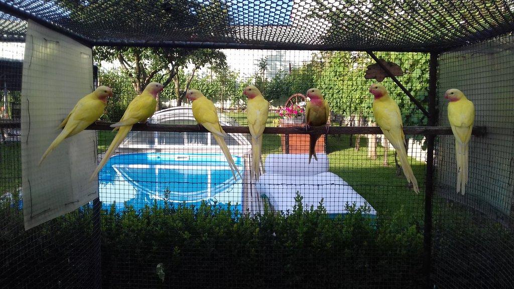 Pap.alexandřin (princ)