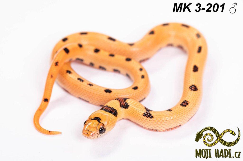 MAGMAKING - korálovka - Lampropeltis