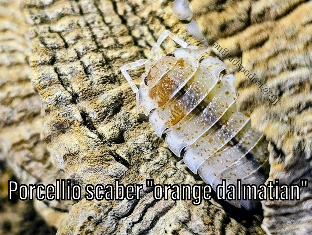 Isopody, mnohonožky, chvostoskoci, POSÍLÁM V TERMOBOXU