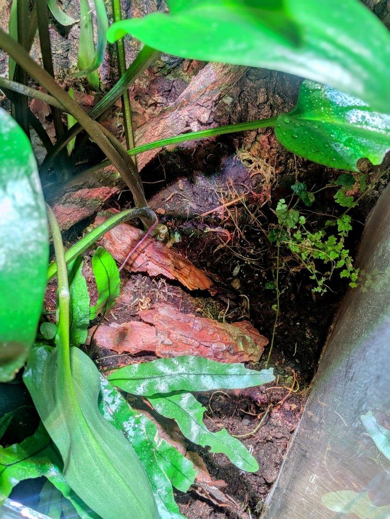 Terárium s rostlinami