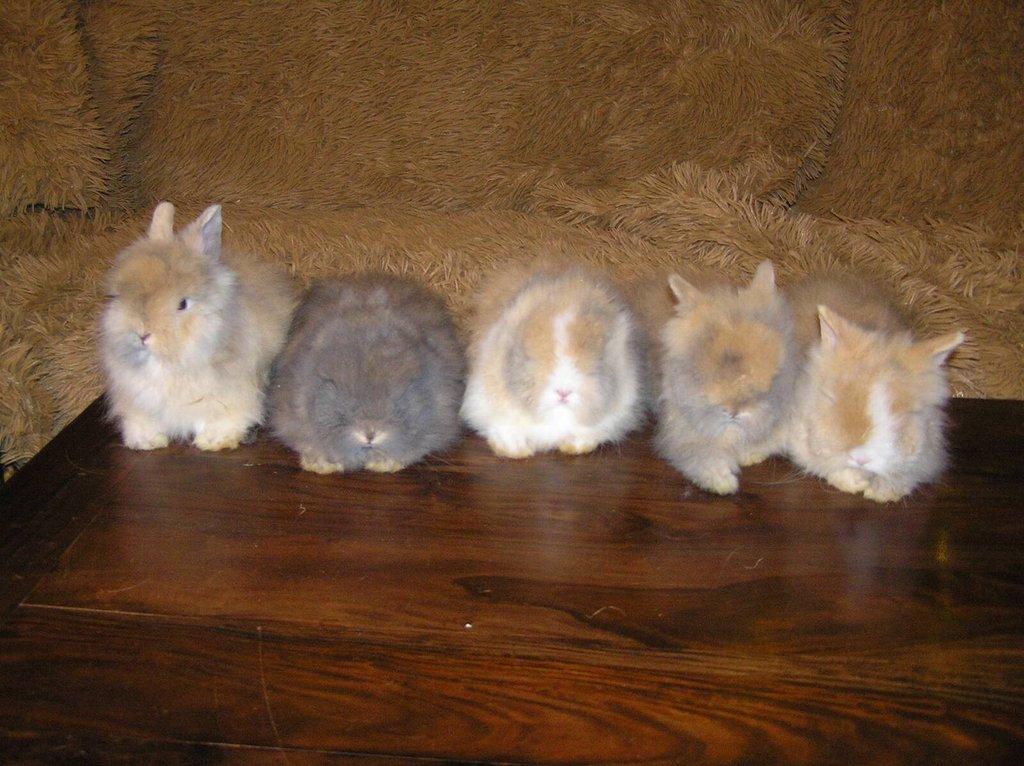 Teddy králíčci zakrslí dlouhosrstí, mláďata