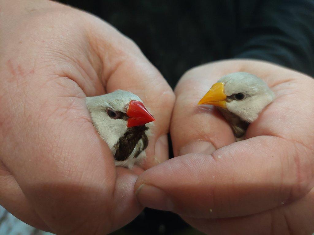 Pásovník dlouhoocasý červenozobý a žlutozobý