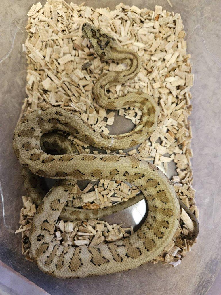 Morelia spilota caramel jaguar