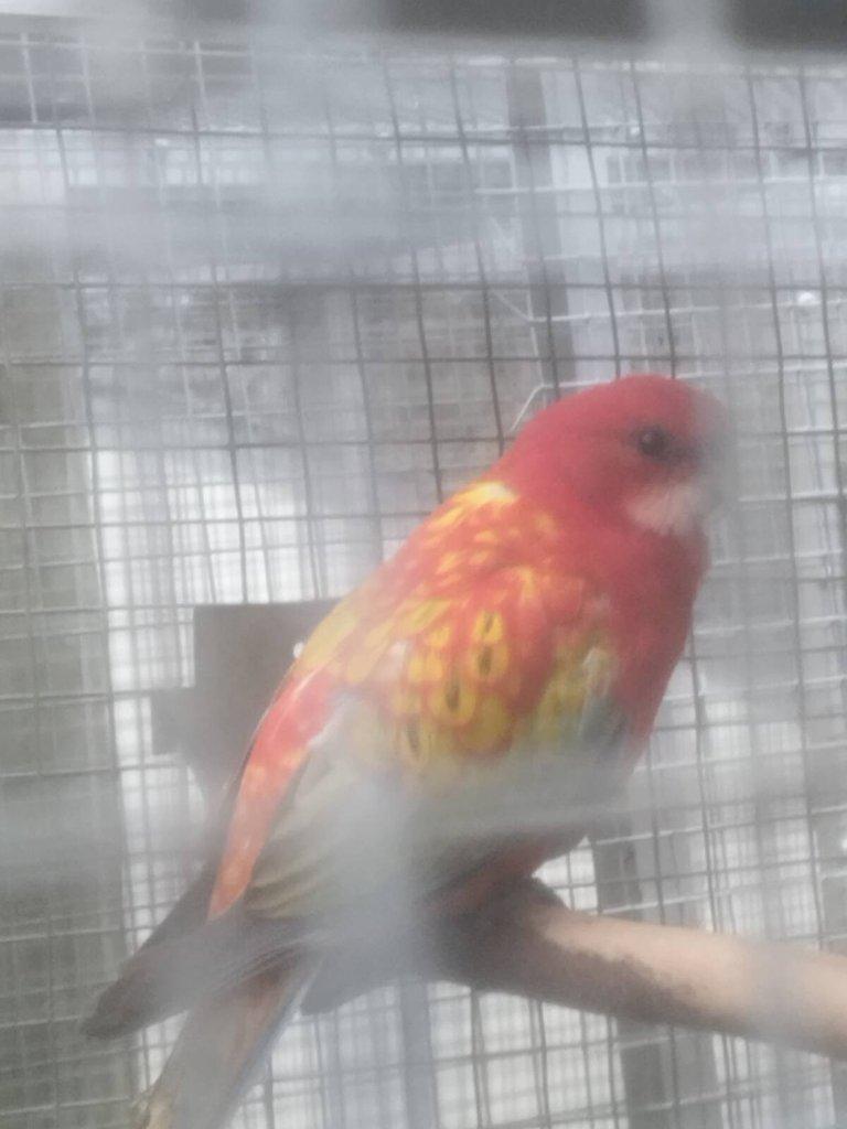 Prodám rosela pestrá gold gold opálín