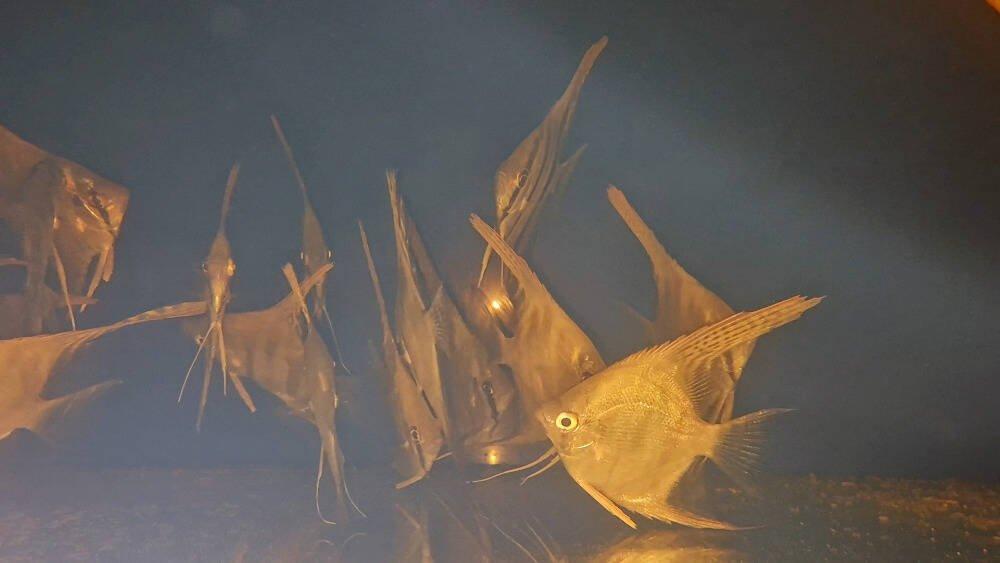 Prodej terčovců, L-sumců, skalár, rejnoků a jiných ryb