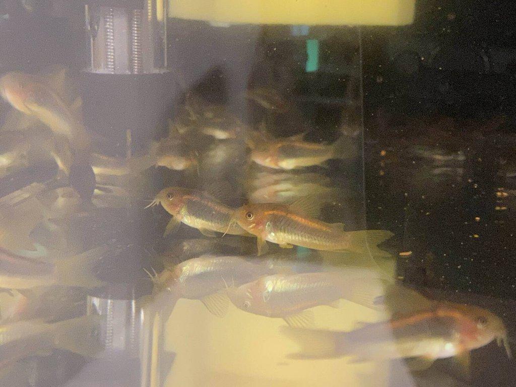 Corydoras gold laser sp. CW010