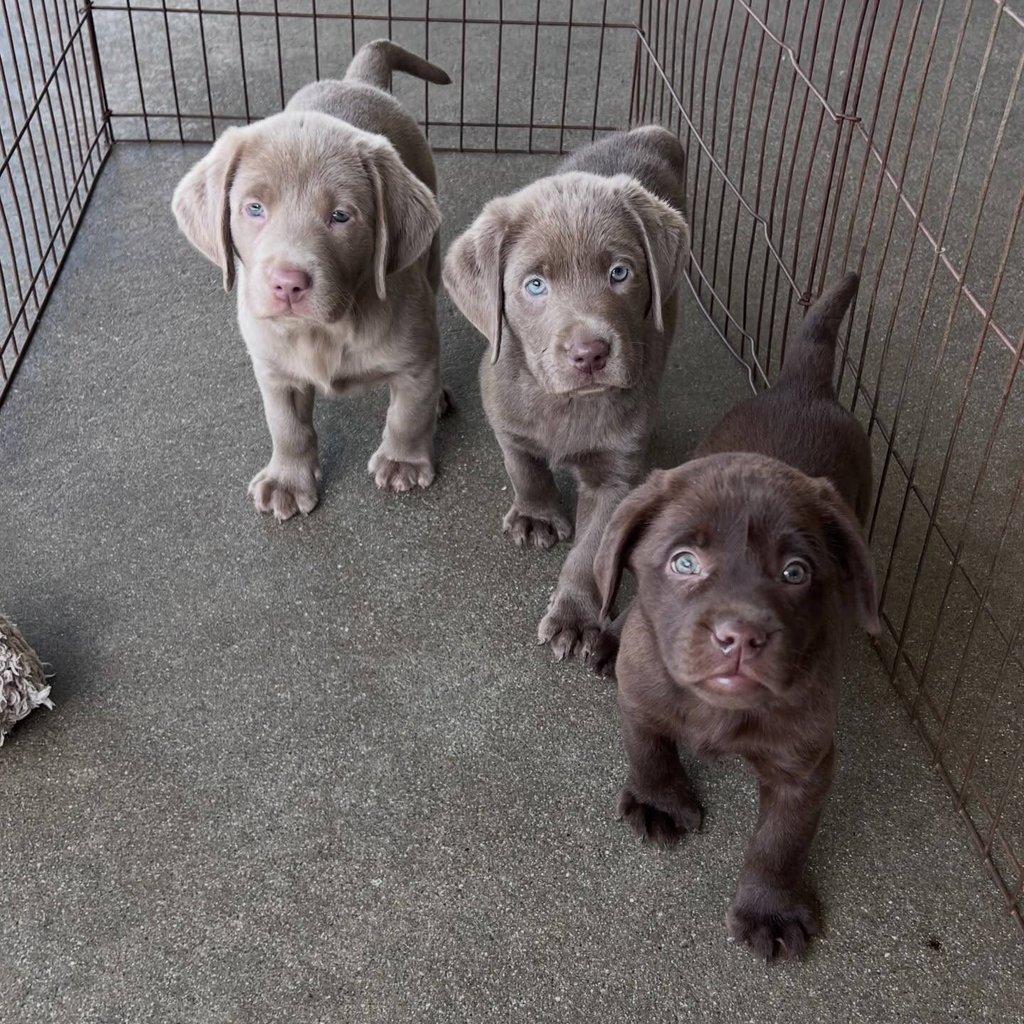 Labradorský retrívr..