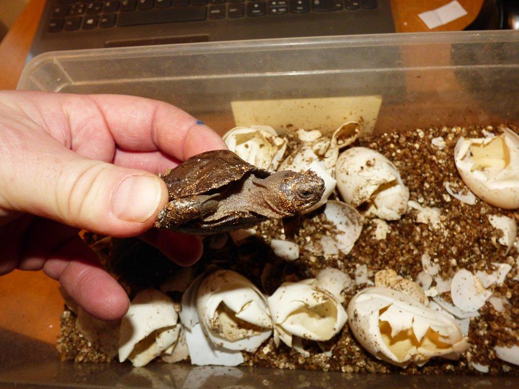 Želva černavá (Heosemys grandis)