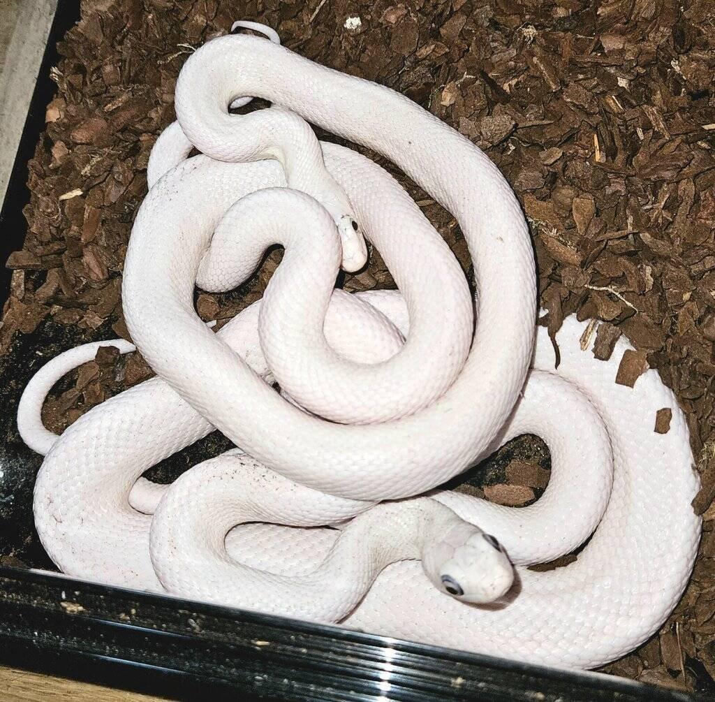 PANTHEROPHIS OBSOLETUS LEUCISTIC