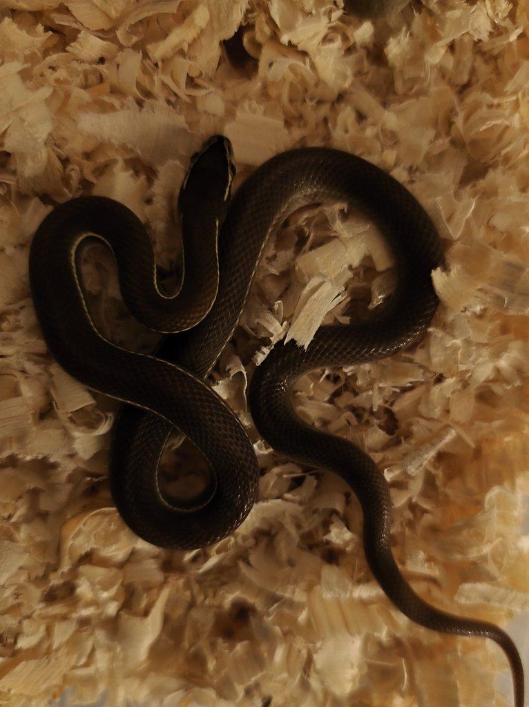 Vyměním B. lineatus za užovku červenou či černou