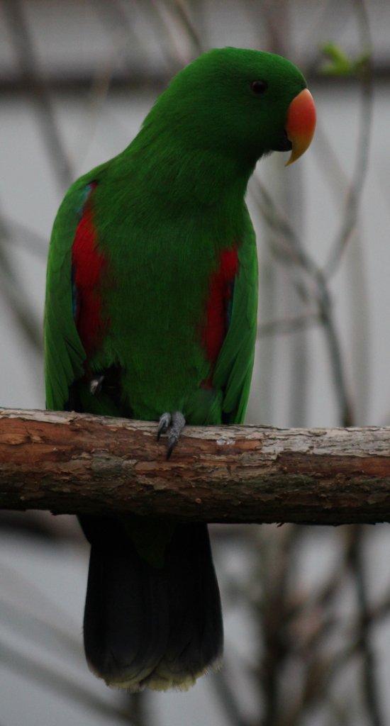 Eklektus různobarvý (Eclectus roratus)