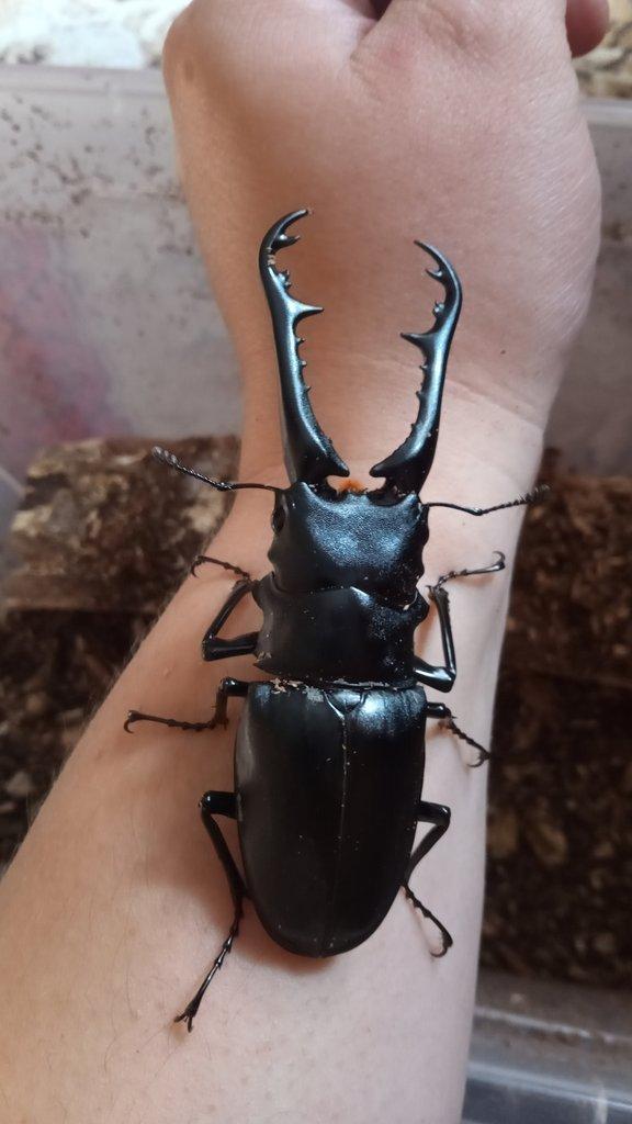 Prosopocoilus giraffa keisukei