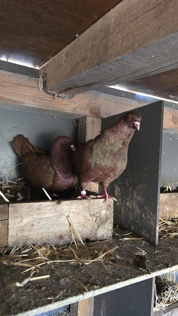 Prodám Benešovský holub červený.