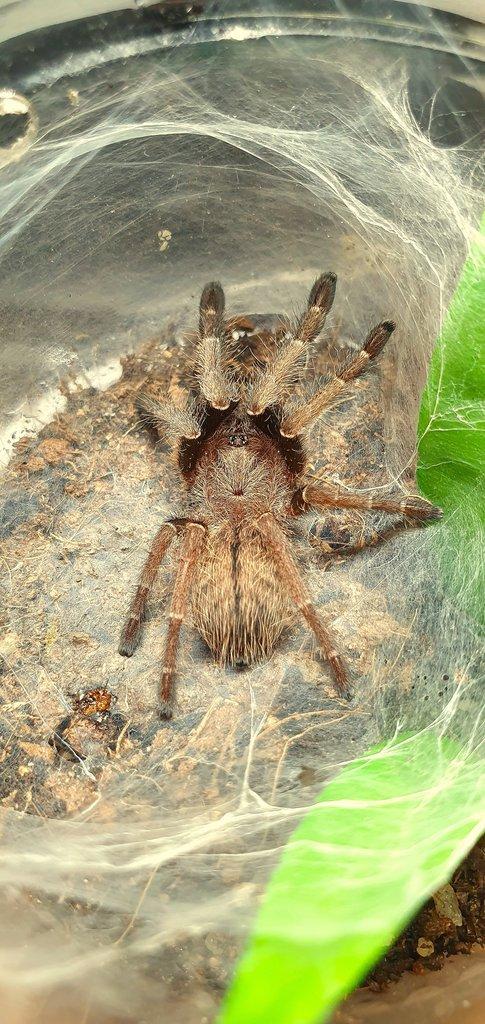 Ornithoctonus aureotibialis