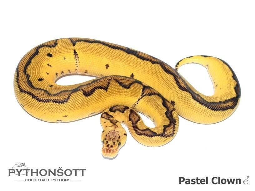 Krajta královská – mláďata z vlastního chovu