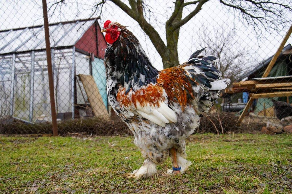 Brahmánky porcelánové🥚 (násadová vejce)