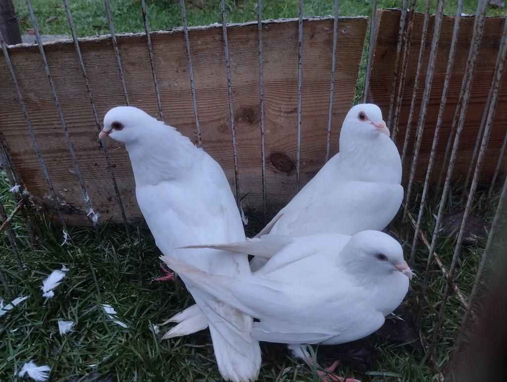 Prodám České stávaky