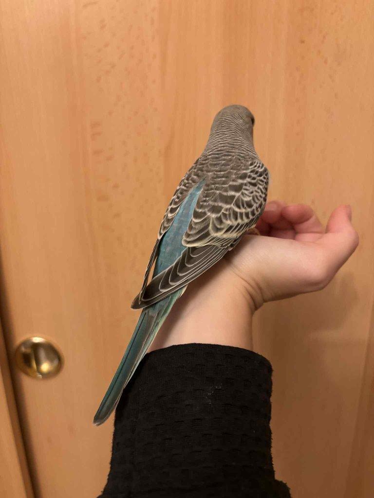 Prodám mladé andulky po vylétnutí z budky