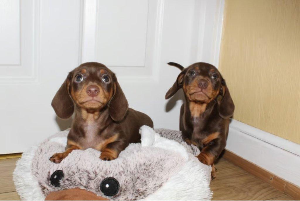 Štěňátka jezevčíka s PP FCI