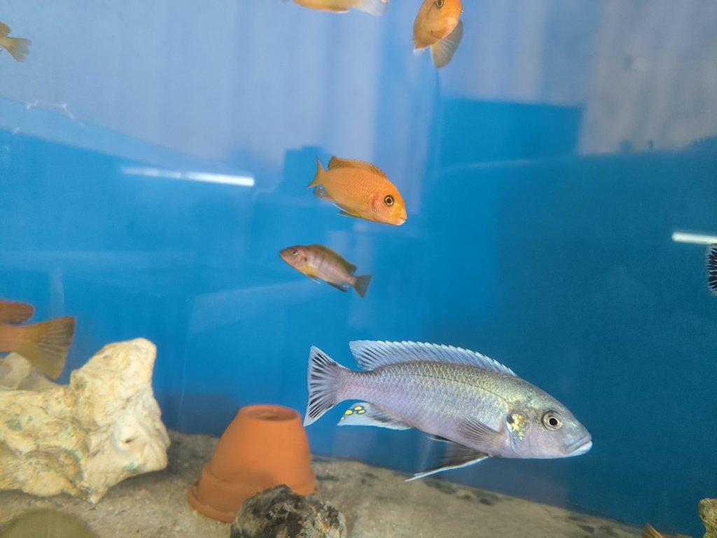 Malawi&Tanganika duben 2026