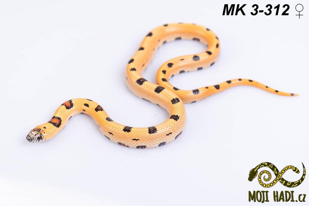 Lampropeltis MAGMAKING