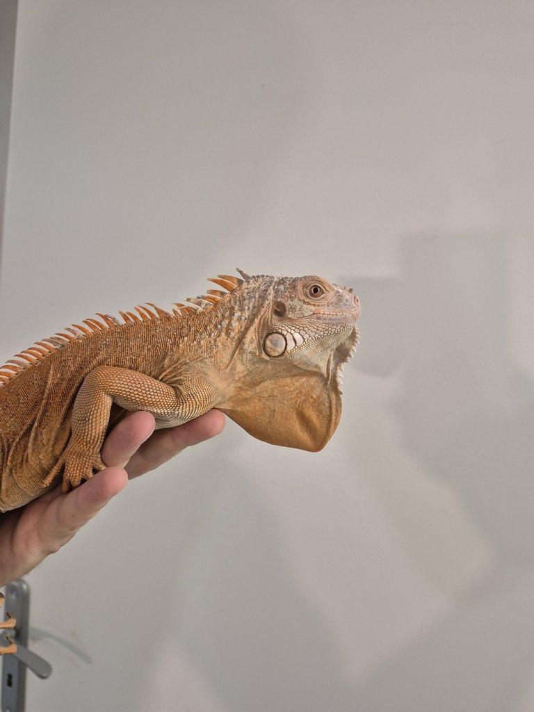 Iguana iguana -leguan zelený