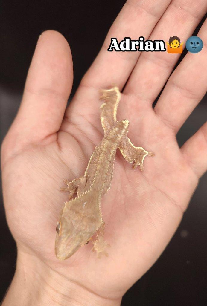 Pagekon řasnatý vlastní odchov