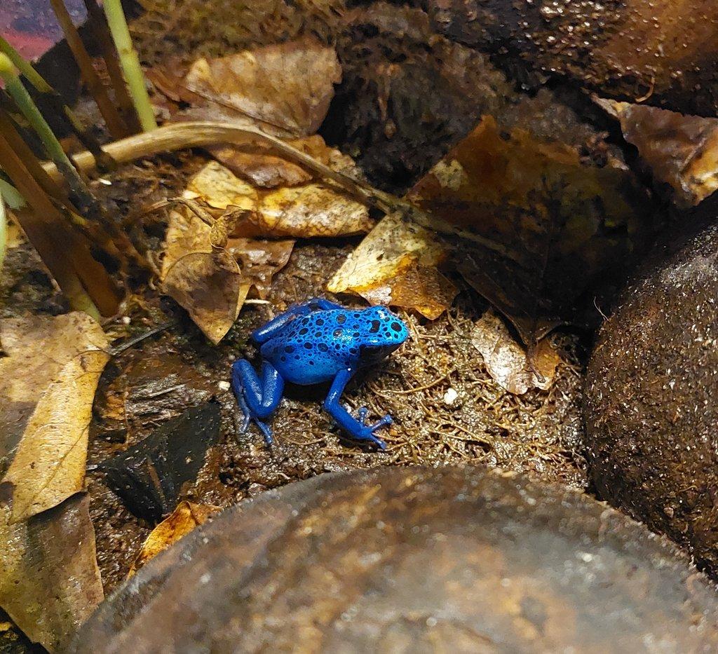 Samice Dendrobates t. azureus