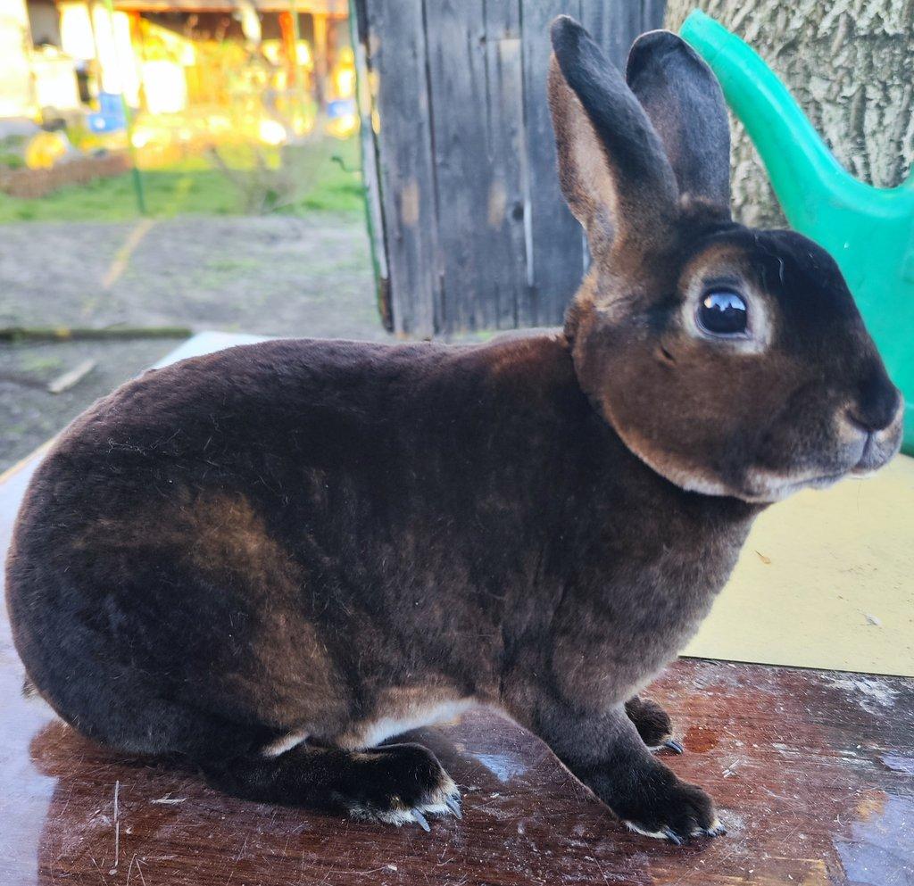 Malý rex v barvě kastorexe - chovná skupina