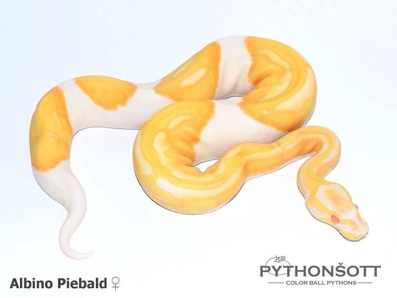 Krajta královská – mláďata z vlastního chovu