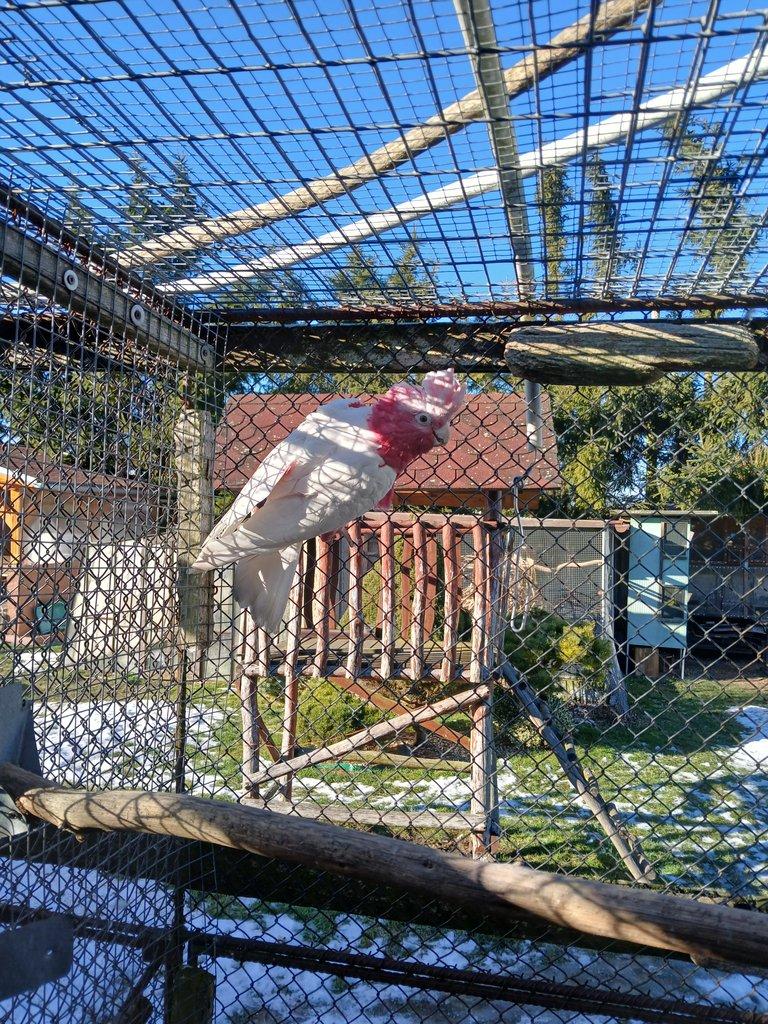 Kakadu ruzovy lutino