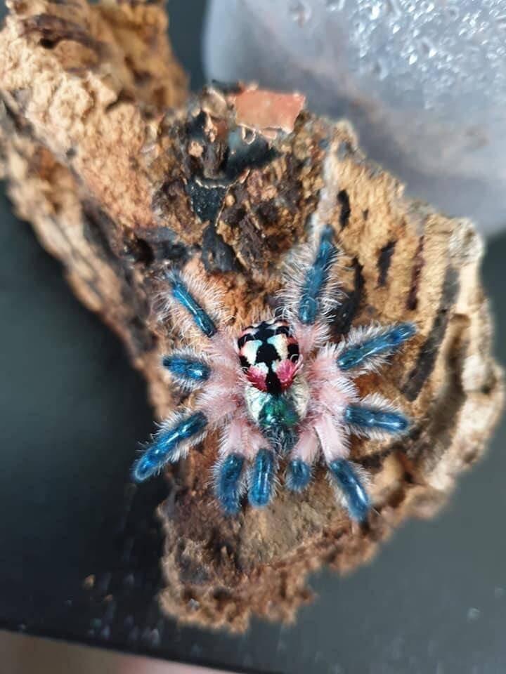 T. seladonia
