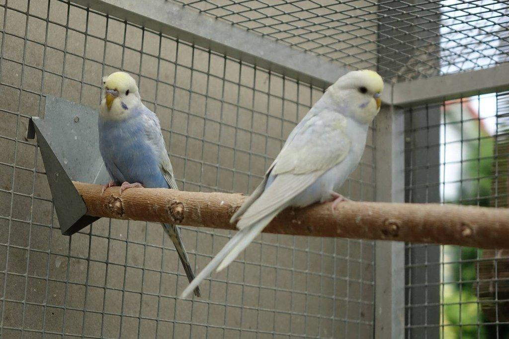 Prodám mladé andulky