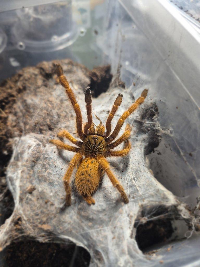 Nabízím chov sklípkanů